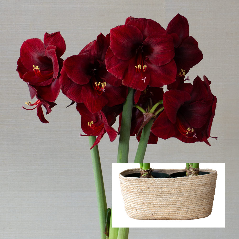 Amaryllis 'Mandela,' two nursery pots in natural jute basket