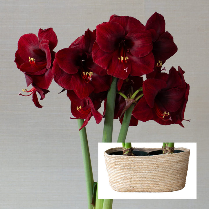 Amaryllis 'Mandela,' two nursery pots in natural jute basket