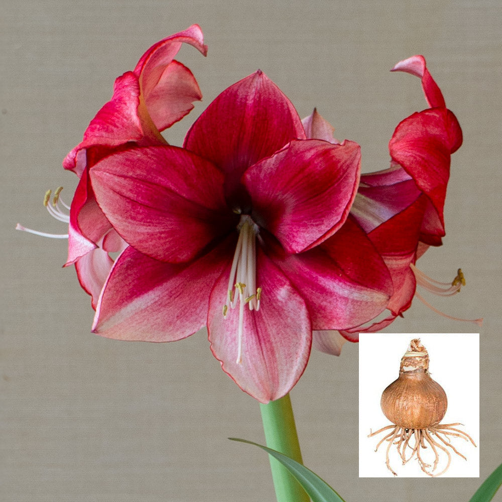 Amaryllis 'Passie Dream,' one bulb in linen bag