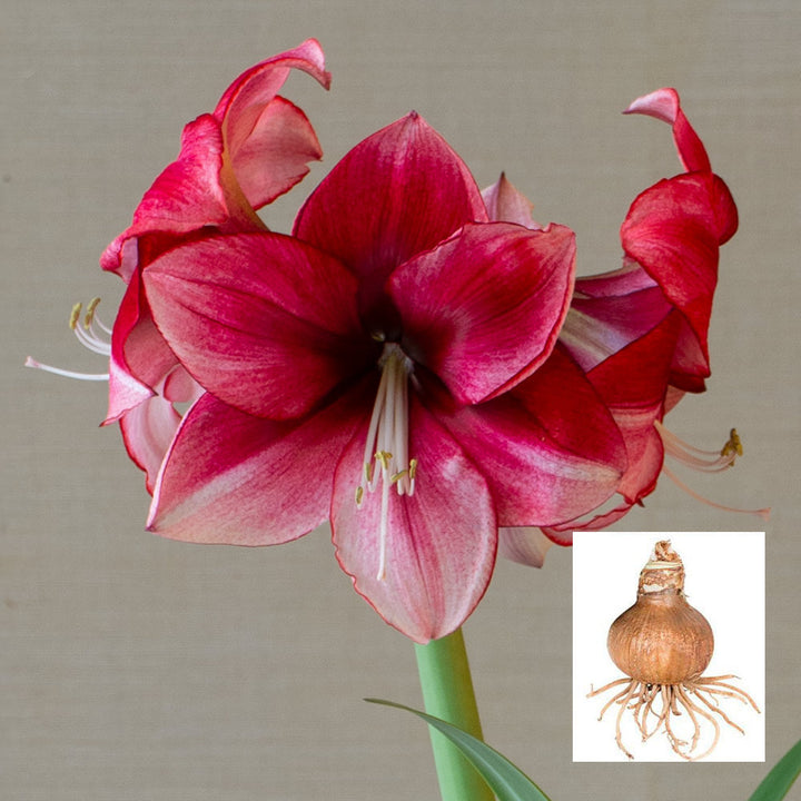 Amaryllis 'Passie Dream,' one bulb in linen bag