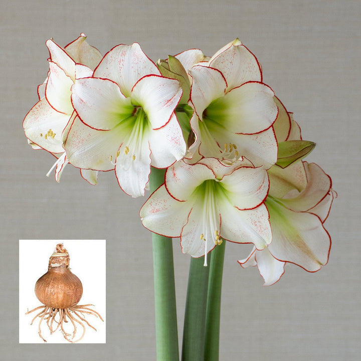 Amaryllis 'Picasso,' one bulb in linen bag