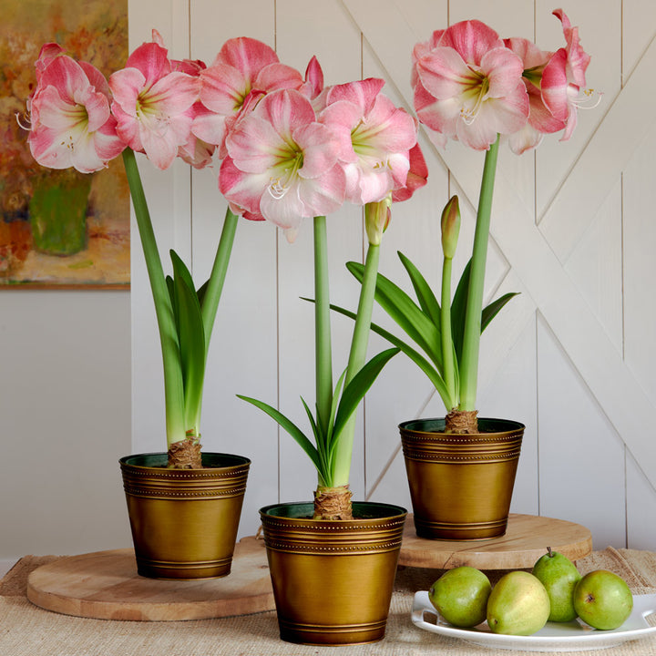 Pink Amaryllis in Bronzed Metal Cachepots to 3 Different Addresses - Standard Shipping Included