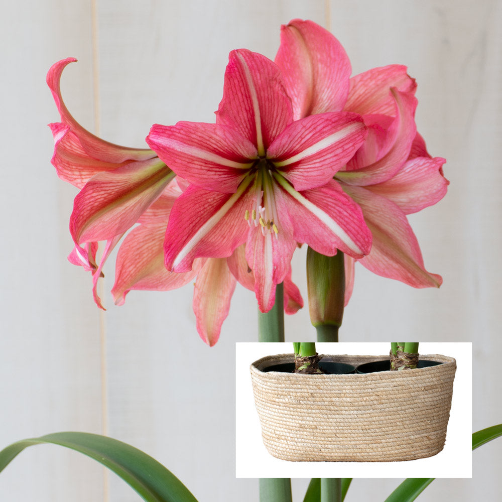 Amaryllis 'Pinkolo,' two nursery pots in natural jute basket