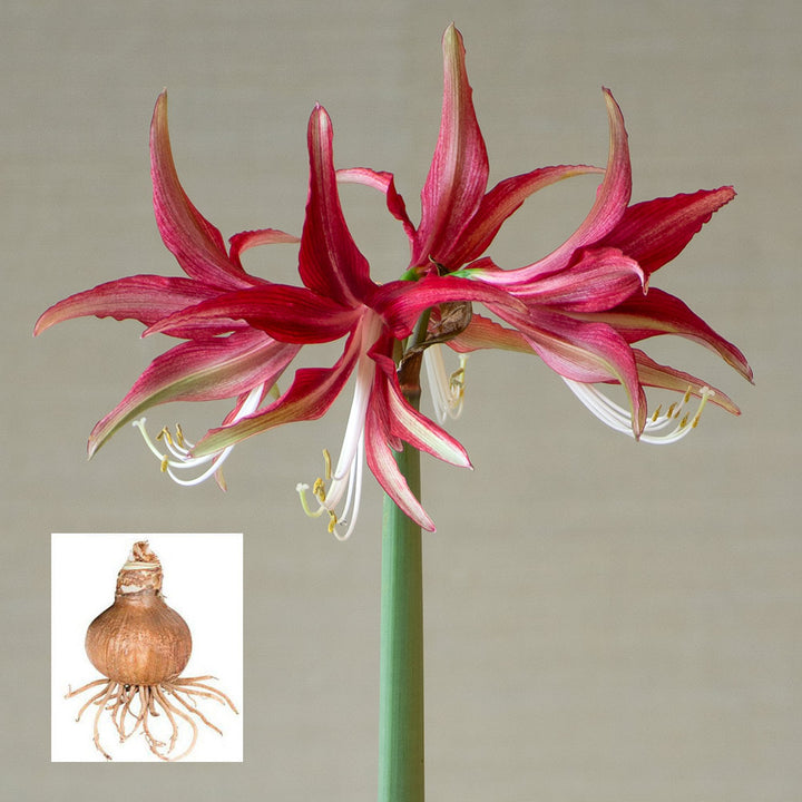 Amaryllis 'Quito,' one bulb in linen bag