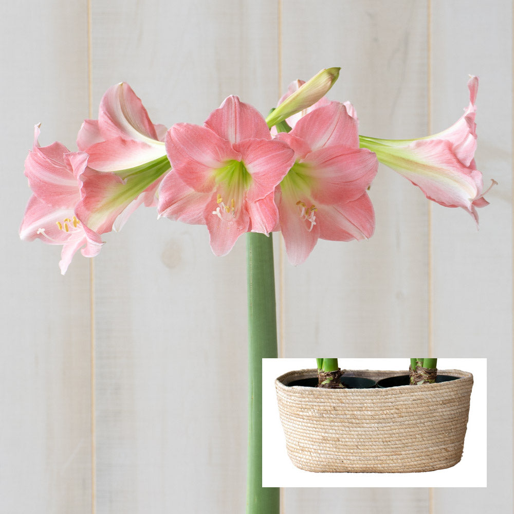 Amaryllis 'Rebecca,' two nursery pots in natural jute basket