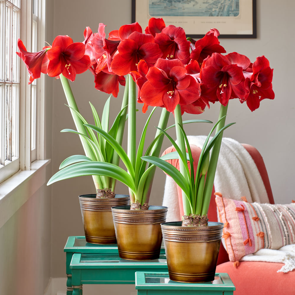 Red Amaryllis in Bronzed Metal Cachepots to 3 Different Addresses - Standard Shipping Included
