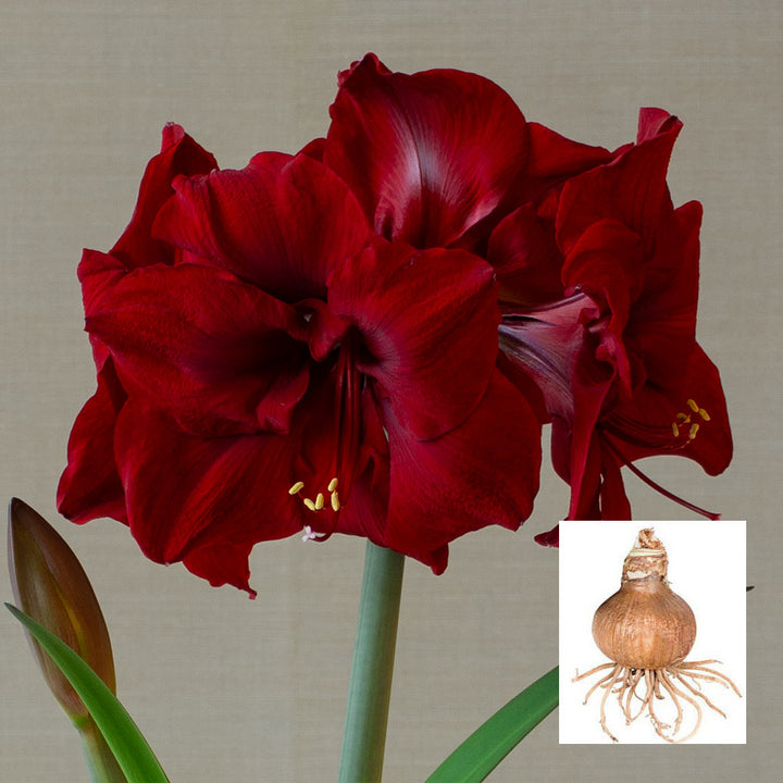 Amaryllis 'Red Dream,' one bulb in linen bag