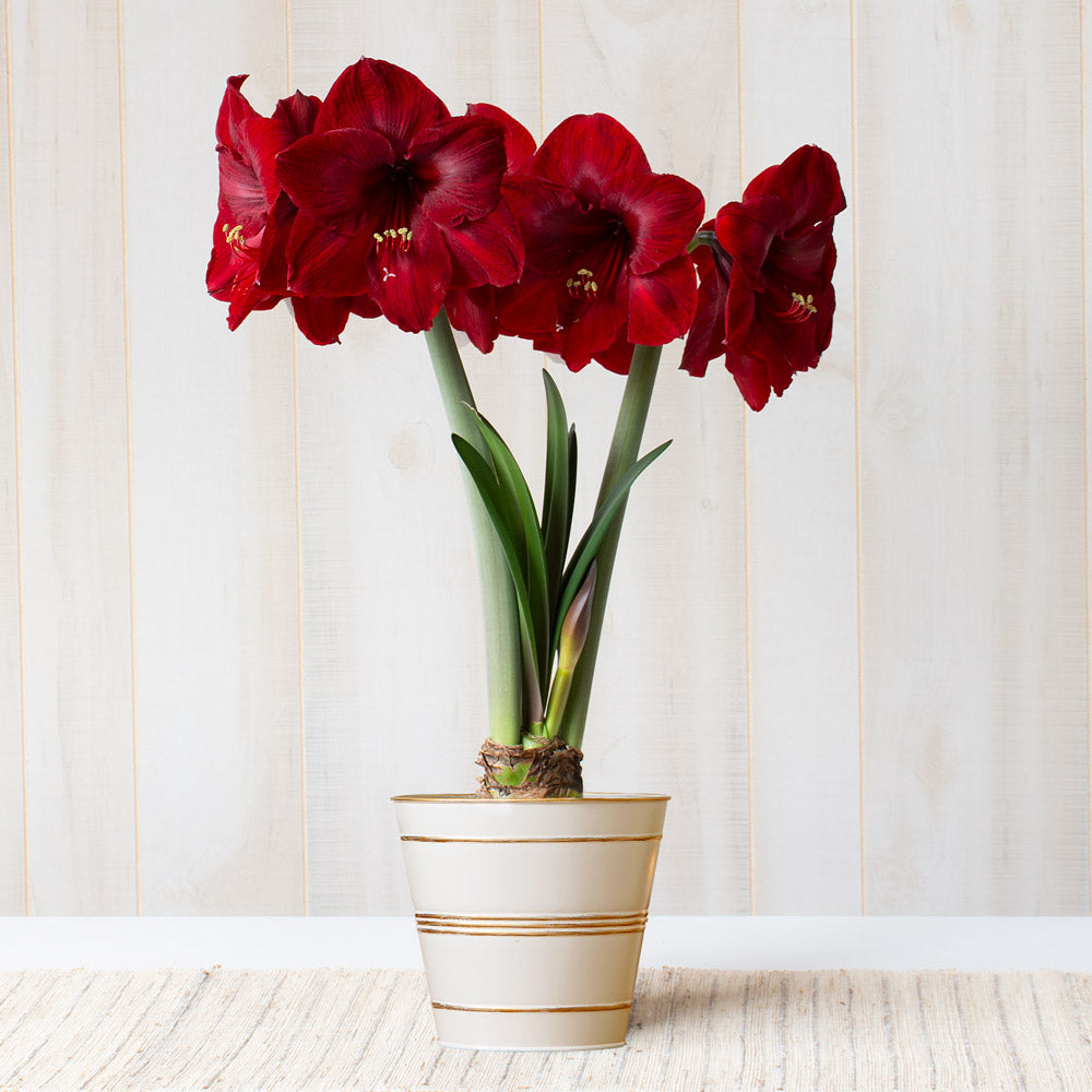 Amaryllis 'Red Reality,' one bulb in cream tin