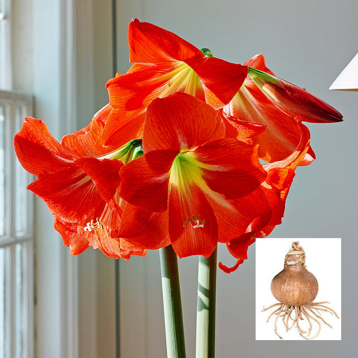 Amaryllis 'Electra,' one bulb in linen bag
