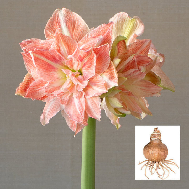 Amaryllis 'Sweet Amadeus,' one bulb in linen bag