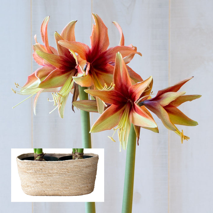Amaryllis 'Wild Amazone,' two nursery pots in natural jute basket
