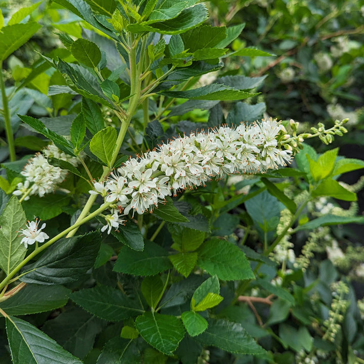 Clethra alnifolia Ripple Effect™ - 1 gallon pot