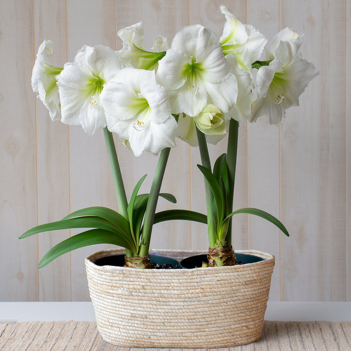 Amaryllis 'Moscow,' two nursery pots in natural jute basket