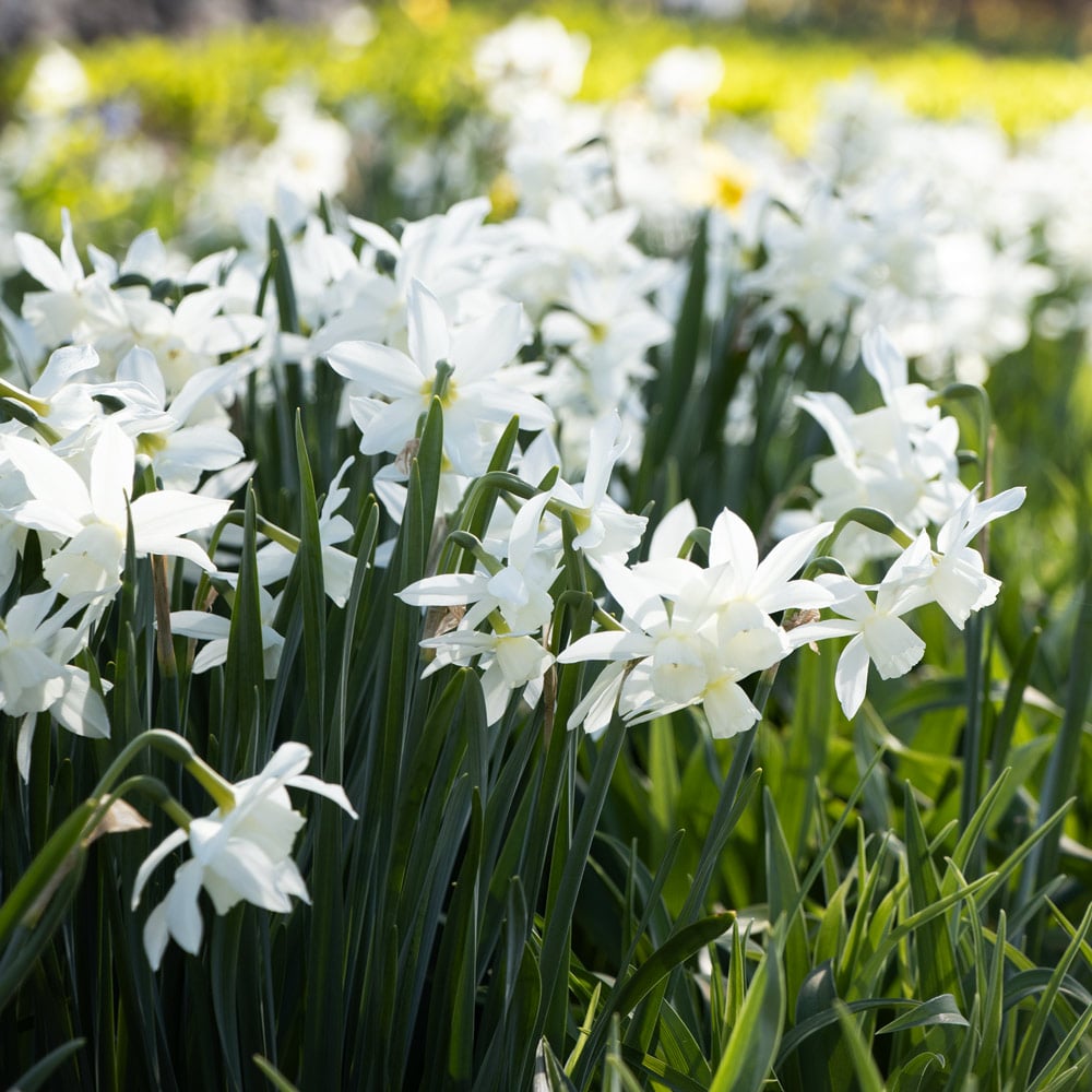 Narcissus 'Thalia'