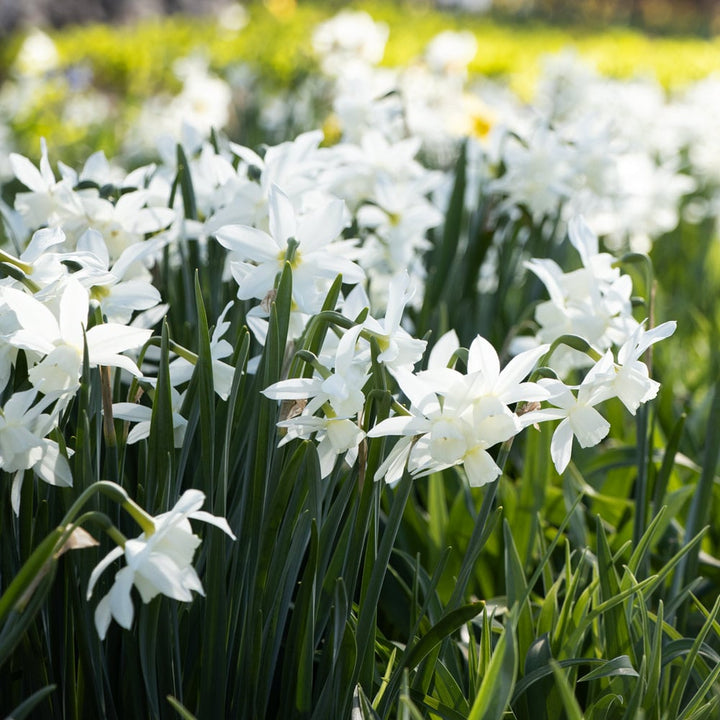 Narcissus 'Thalia'