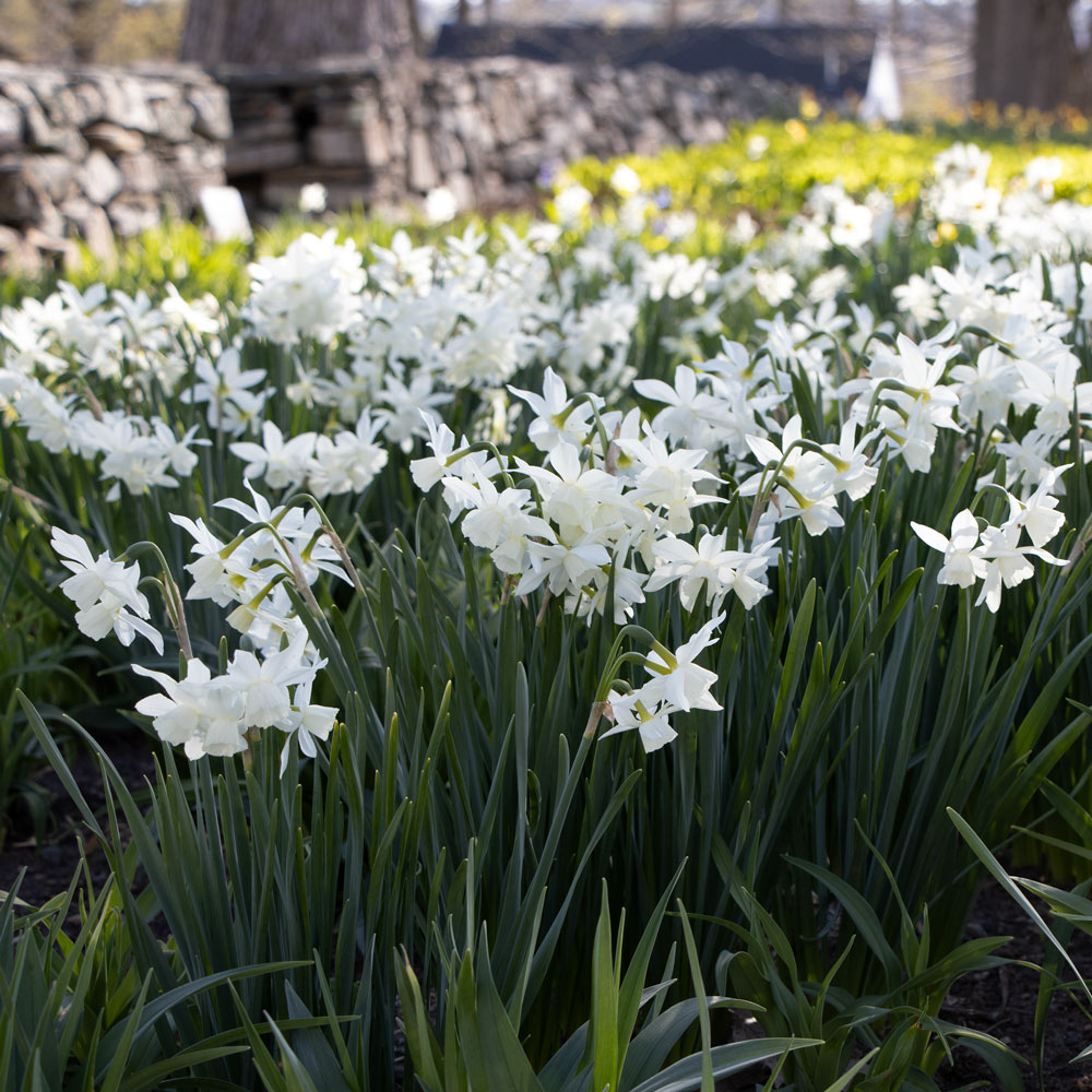 Narcissus 'Thalia'
