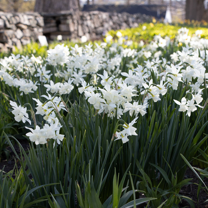 Narcissus 'Thalia'