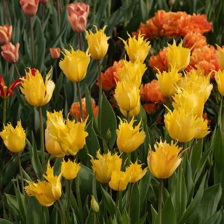 Tulip 'Golden Leo'