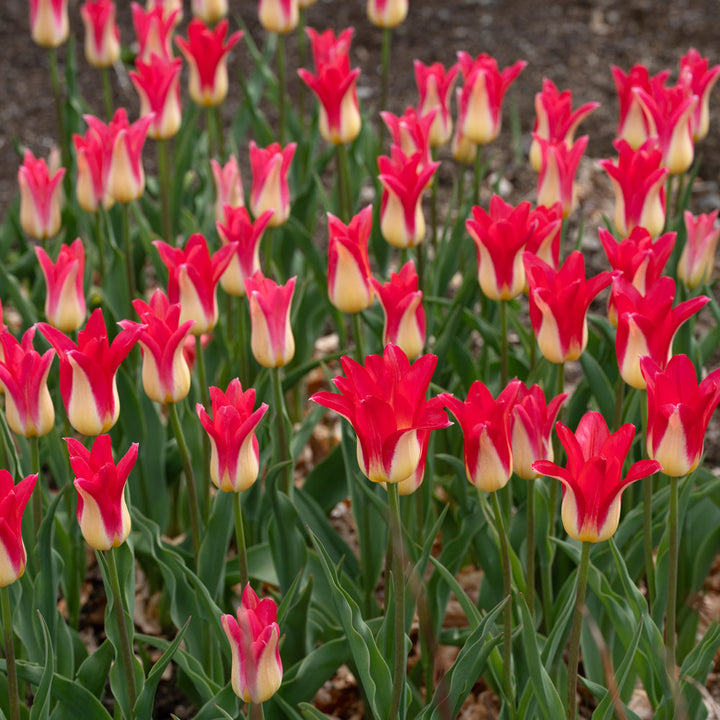 Tulip 'Love Story'