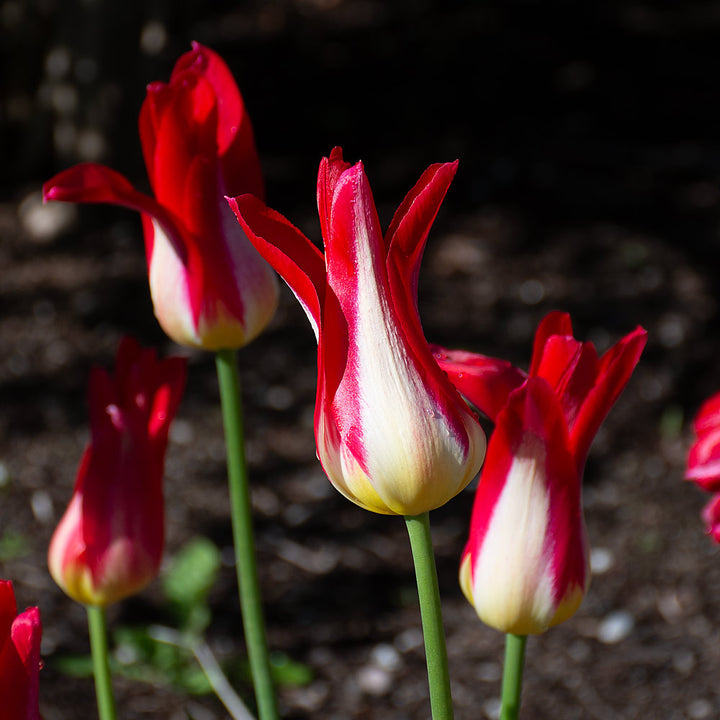 Tulip 'Love Story'