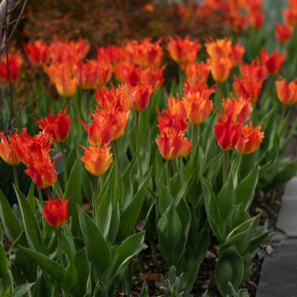 Tulip 'Beauty of Leo'