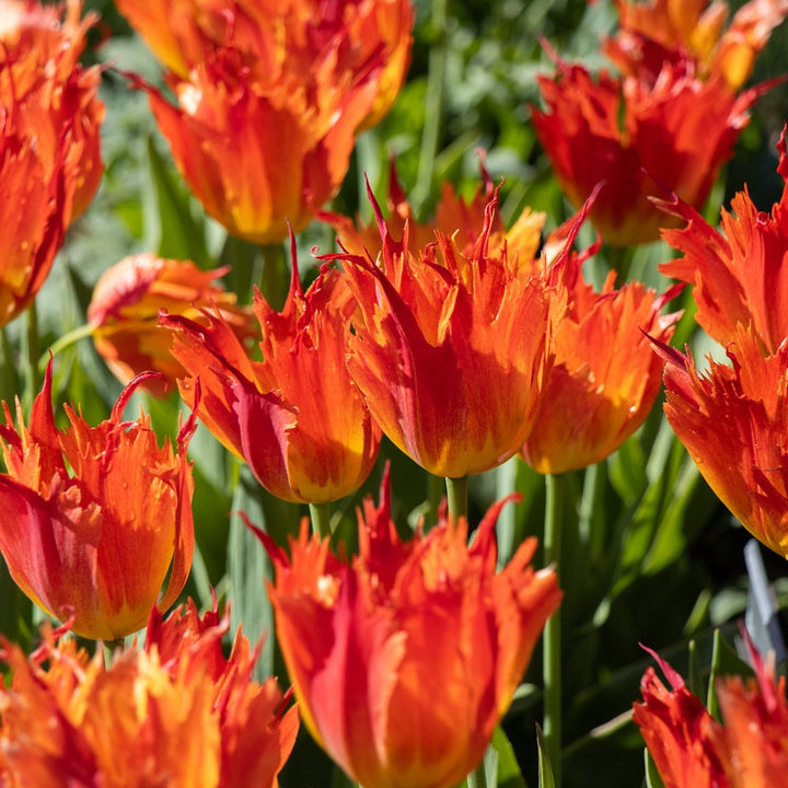 Tulip 'Beauty of Leo'