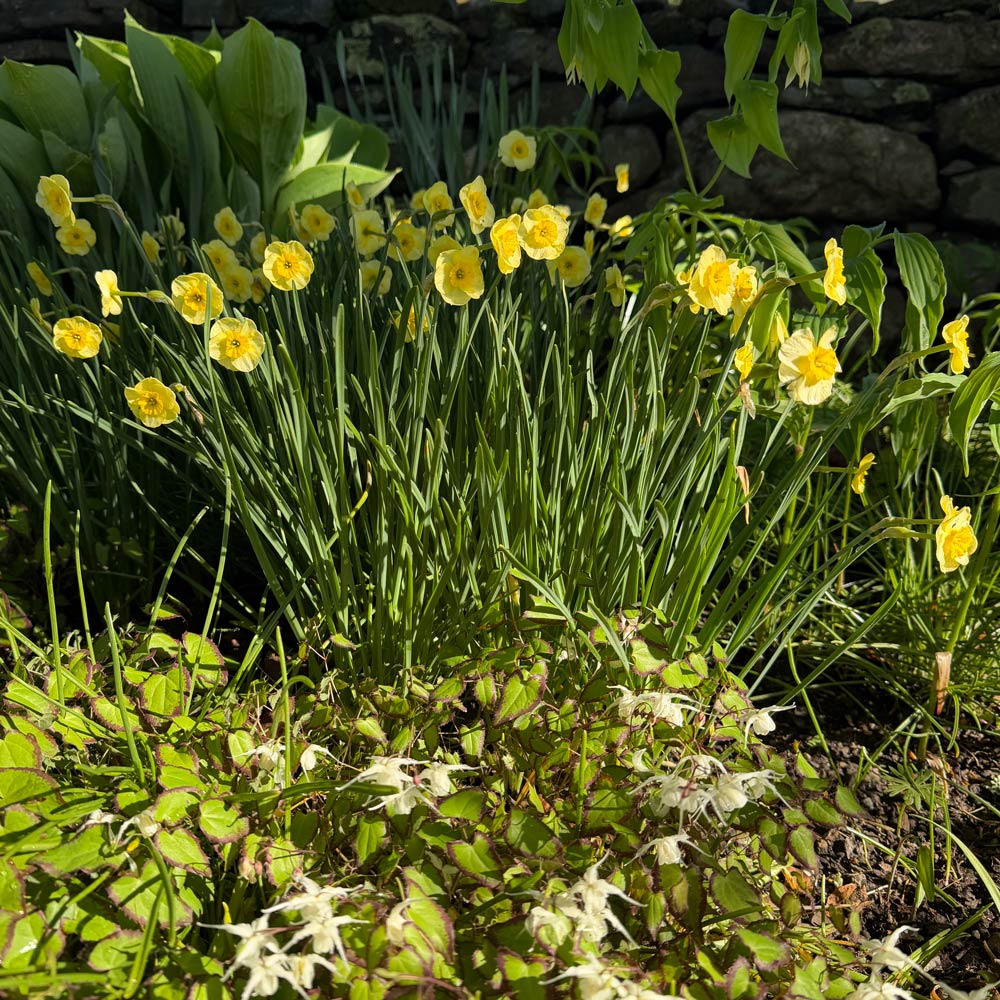 Narcissus 'Sun Disc'