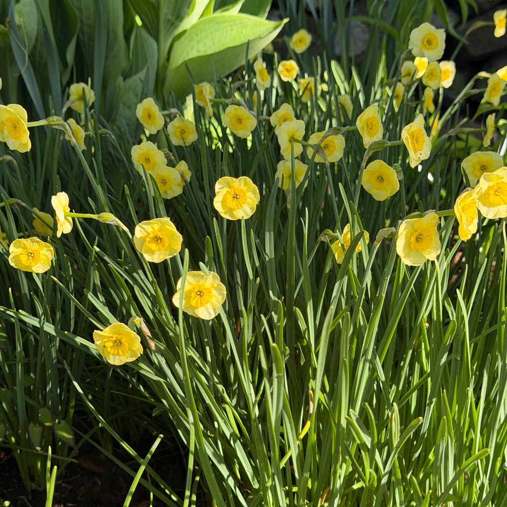 Narcissus 'Sun Disc'