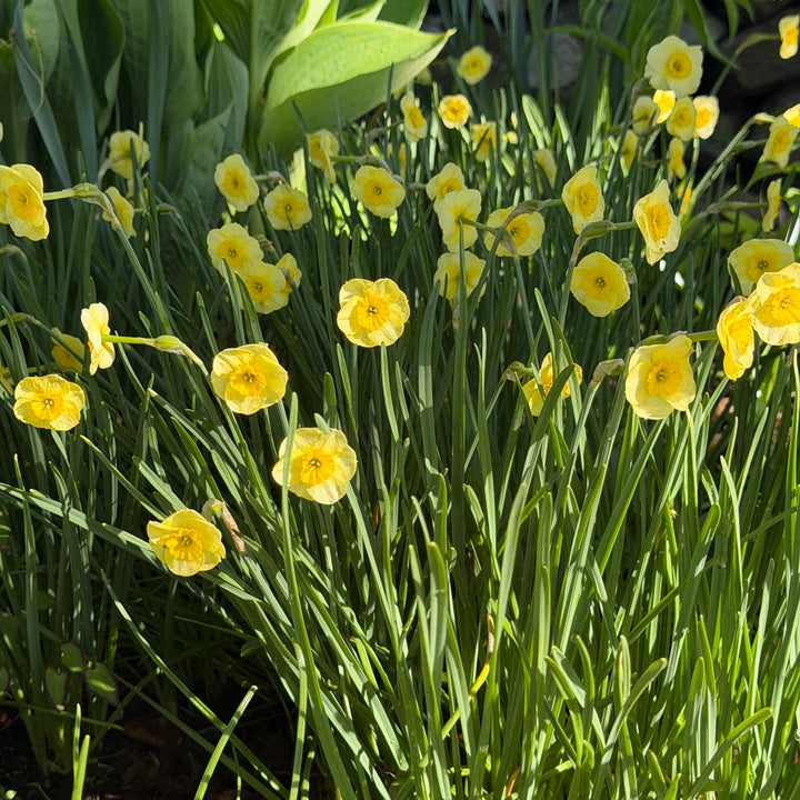 Narcissus 'Sun Disc'