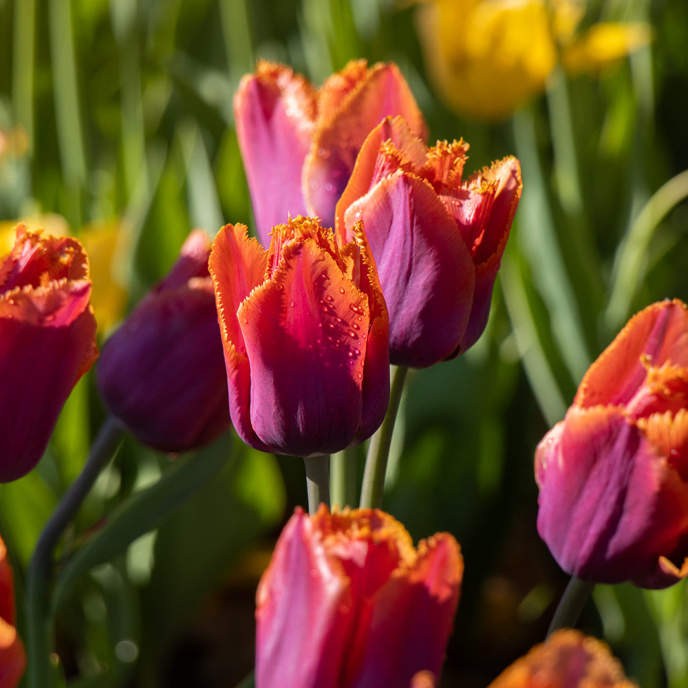 Tulip 'Louvre Orange'