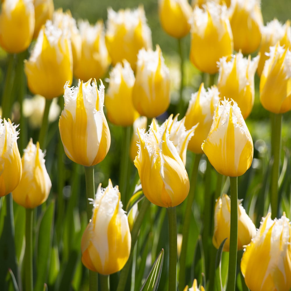 Tulip 'Burning Flame'
