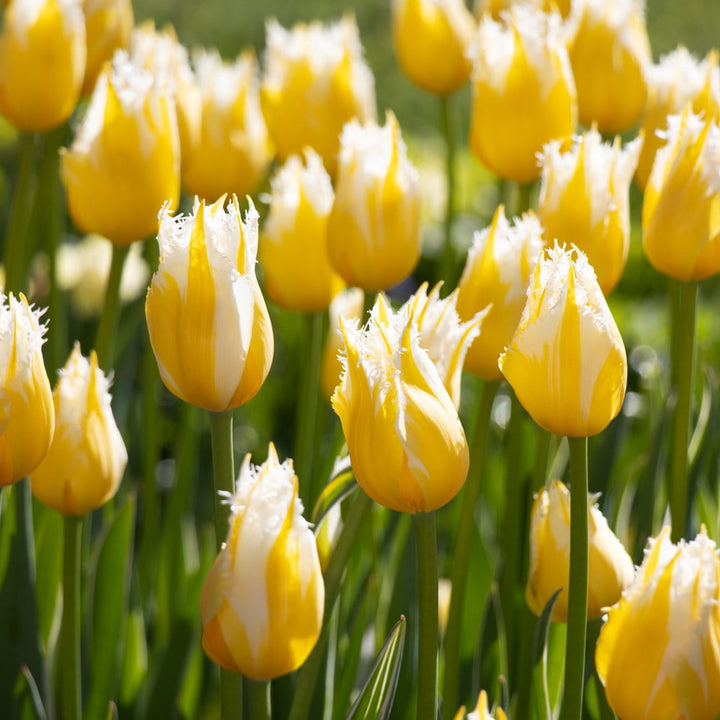 Tulip 'Burning Flame'