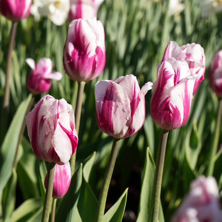 Tulip 'Bojangles'