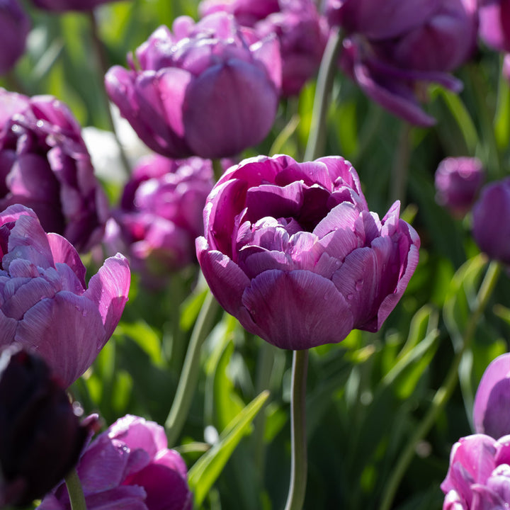 Tulip 'Blue Diamond'
