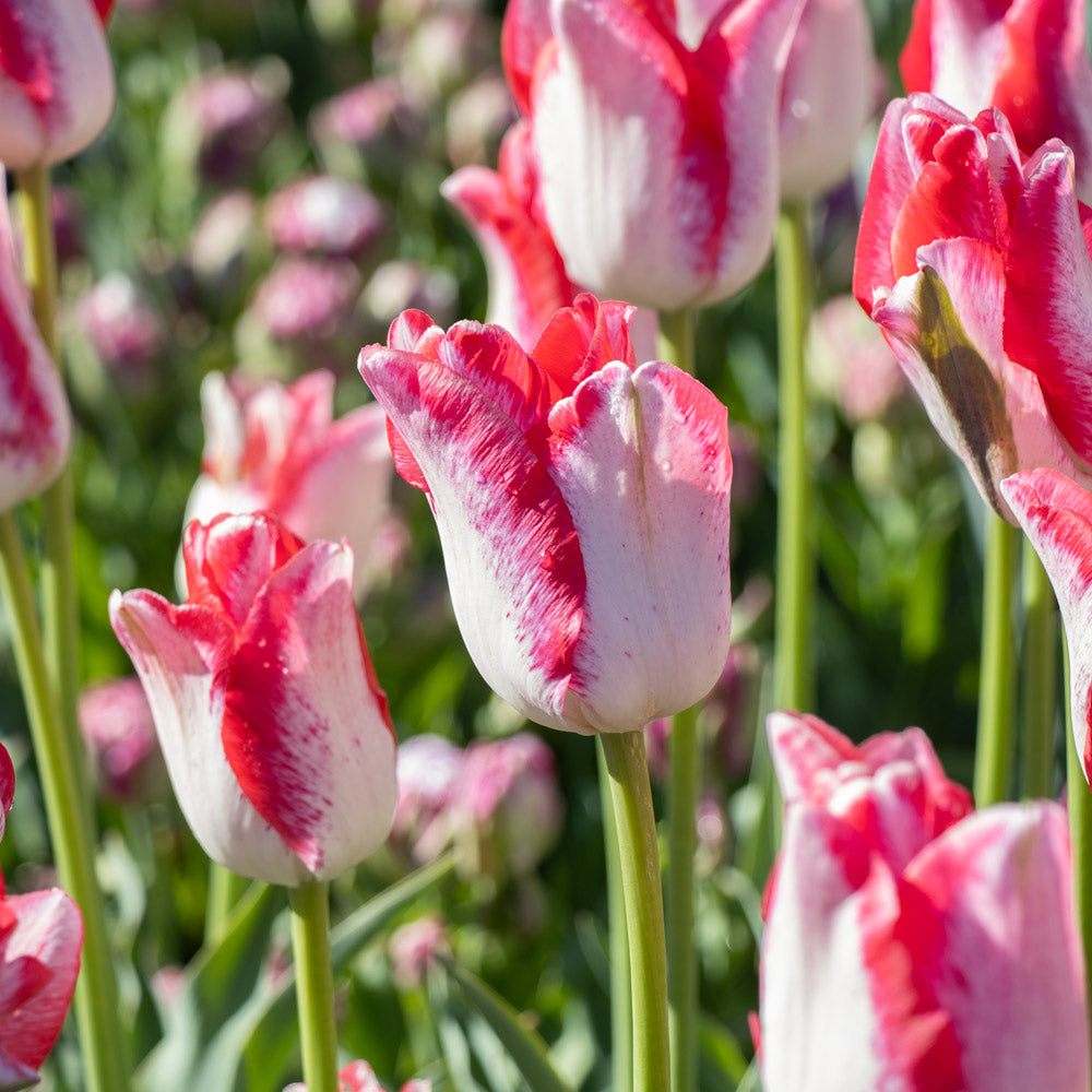Tulip 'Beauty Trend'