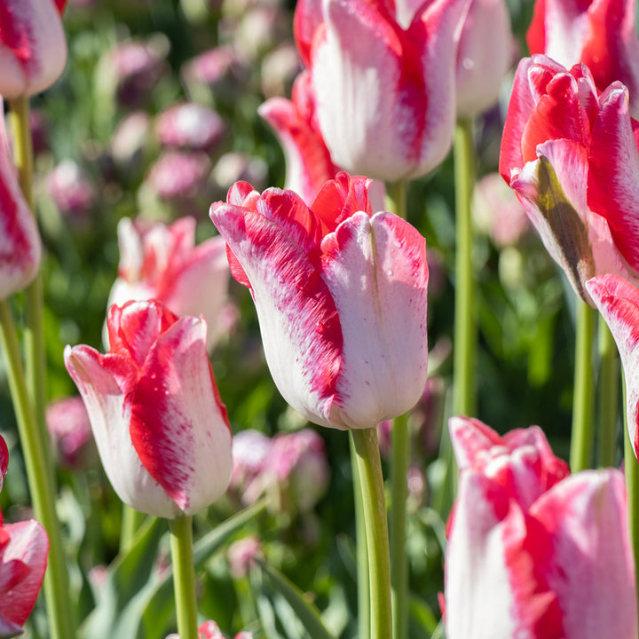 Tulip 'Beauty Trend'