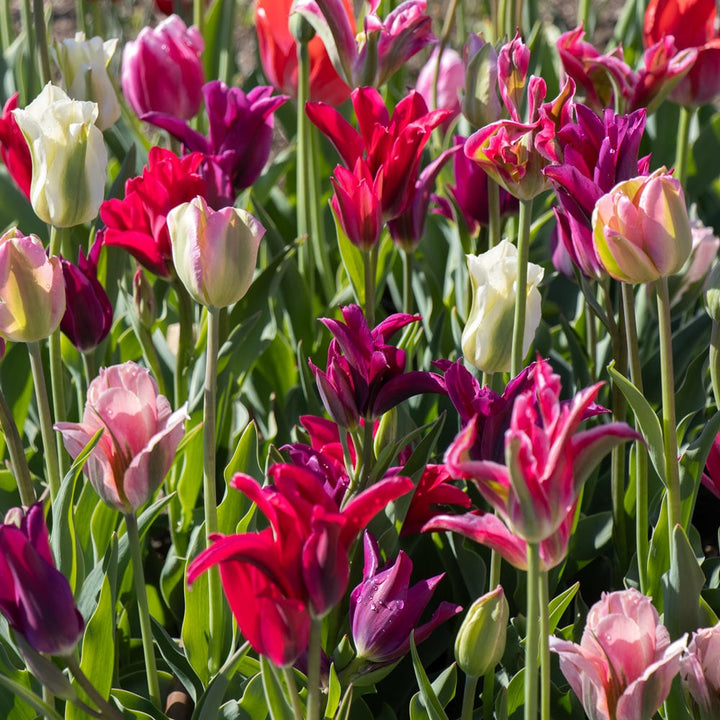 Spring Green Tulip Mix