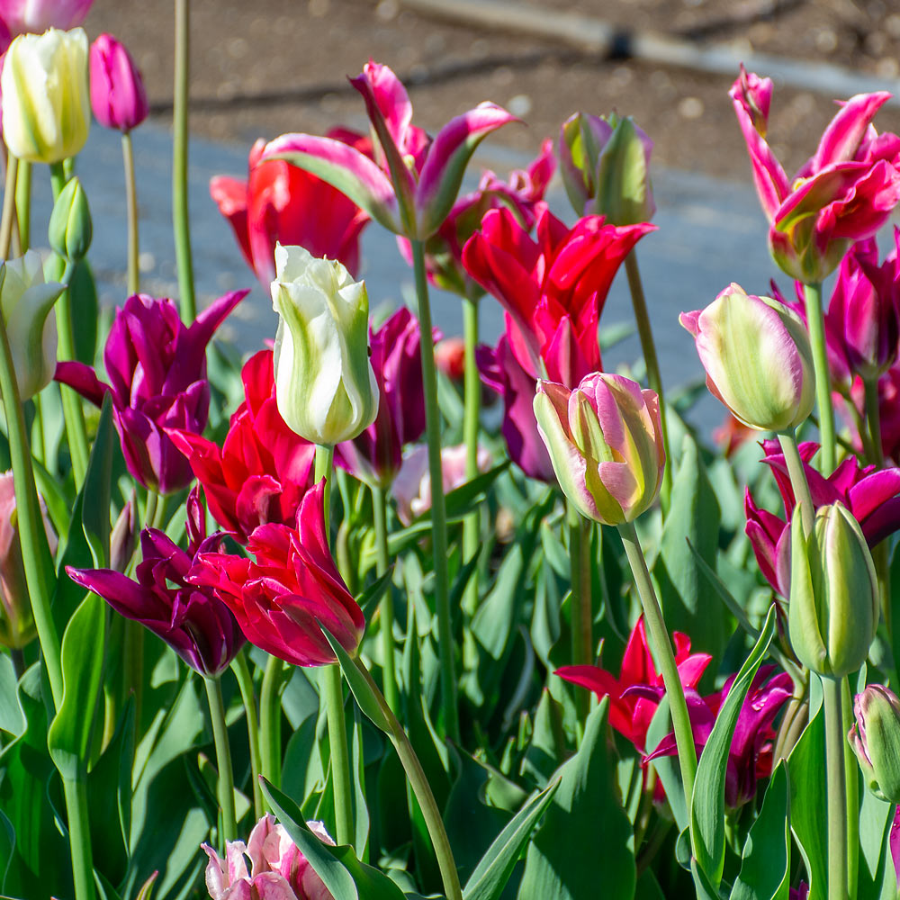 Spring Green Tulip Mix