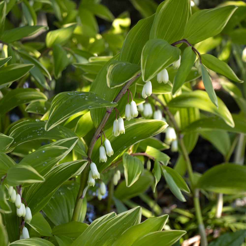Polygonatum odoratum 'Variegatum'