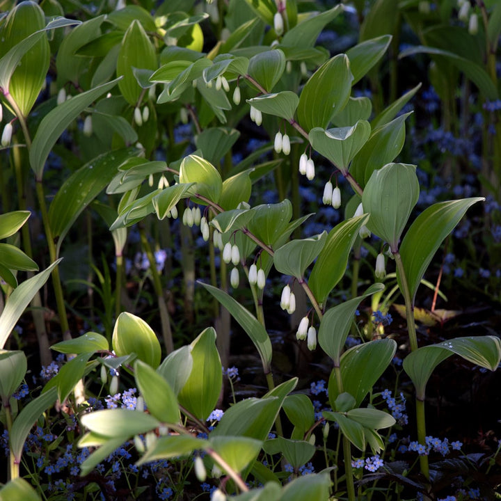 Polygonatum odoratum 'Variegatum'