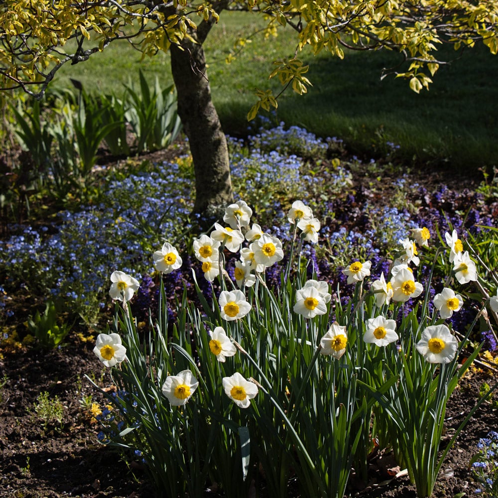 Narcissus 'Pracht'