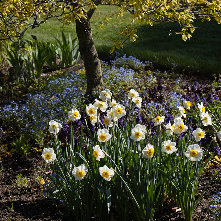 Narcissus 'Pracht'