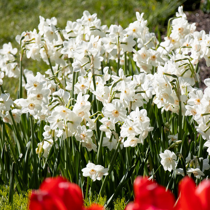 Narcissus 'Fencourt Jewel'