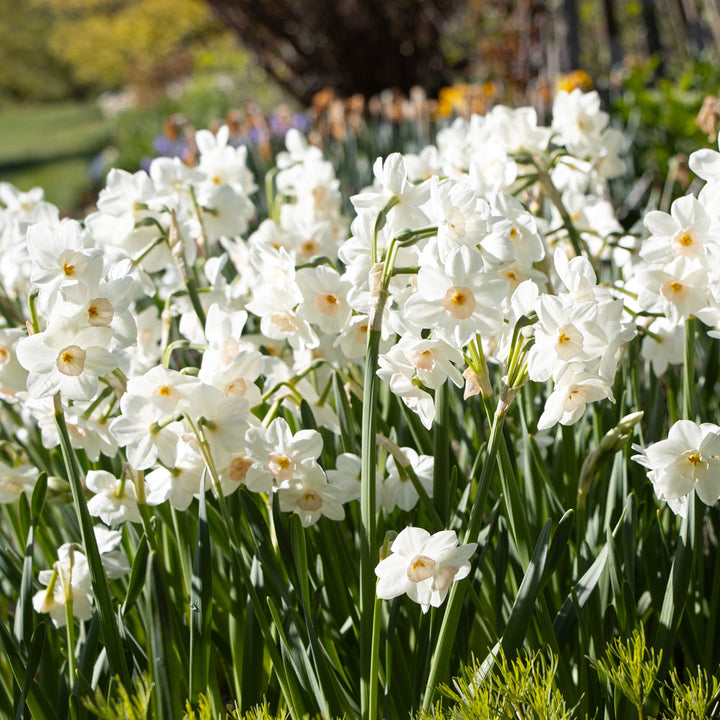 Narcissus 'Fencourt Jewel'