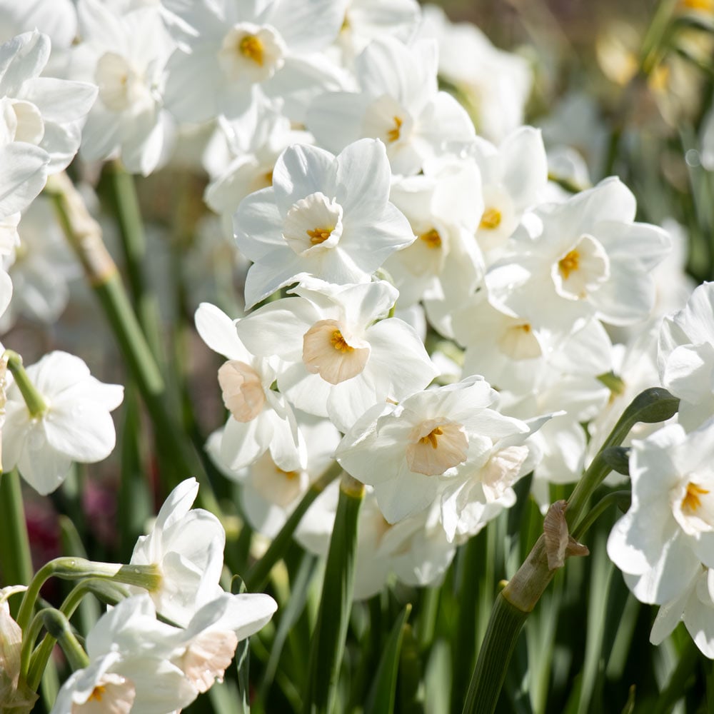 Narcissus 'Fencourt Jewel'