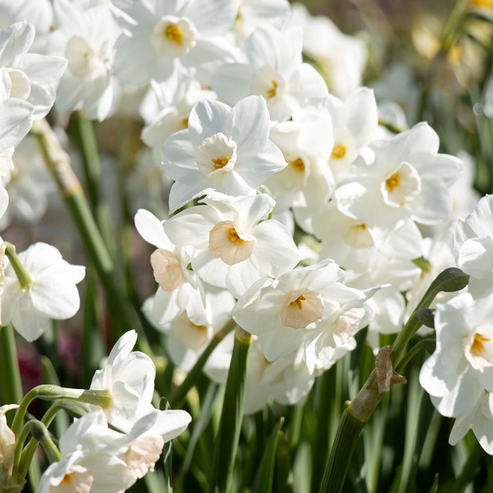 Narcissus 'Fencourt Jewel'
