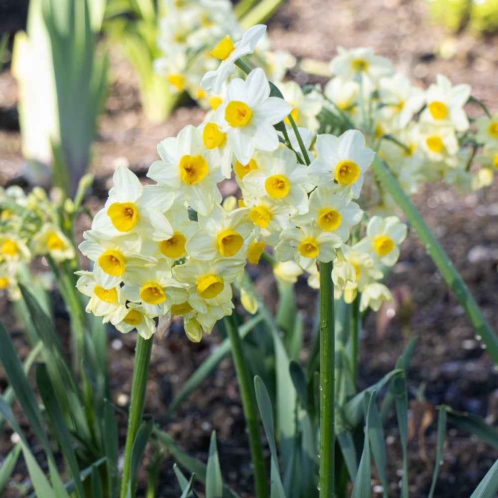 Narcissus 'Avalanche of Gold'