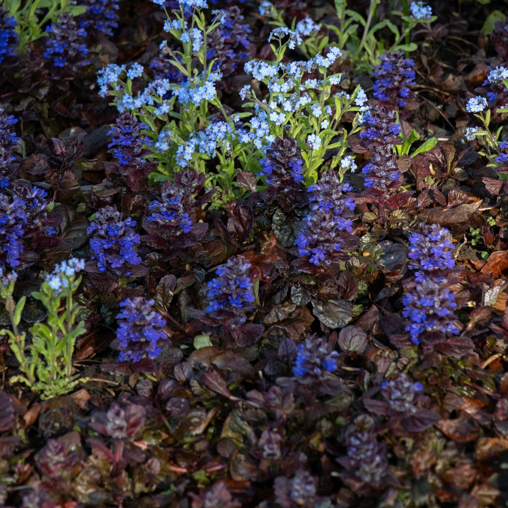 Ajuga reptans Walberton's® 'Black Scallop'