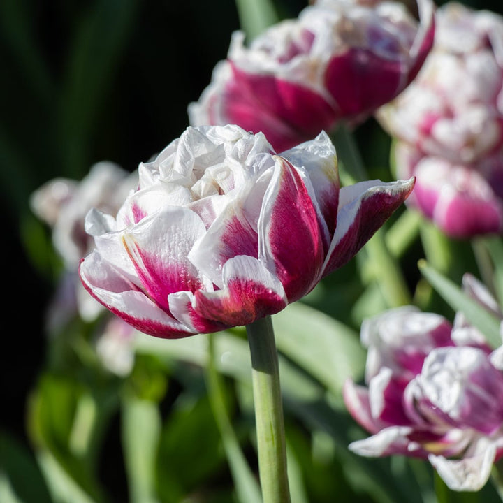 Tulip 'Pistache'