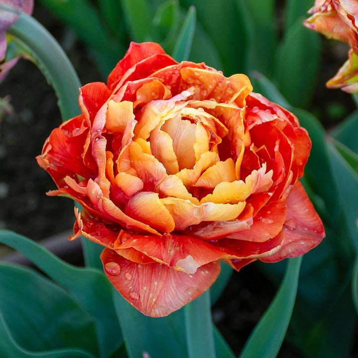 Tulip 'Valdivia'